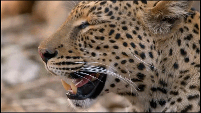 36.gif