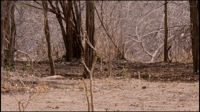 47.gif