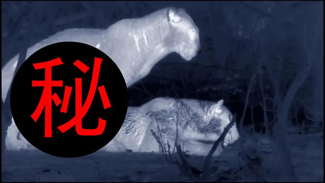54.jpg