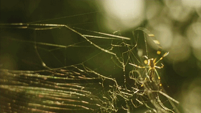 IMG_2731.GIF