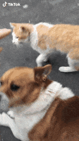 IMG_3251.GIF IMG_3251.GIF