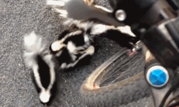 IMG_7719.GIF IMG_7719.GIF