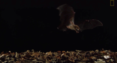 IMG_3725.GIF