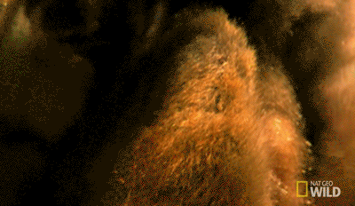 IMG_7079.GIF