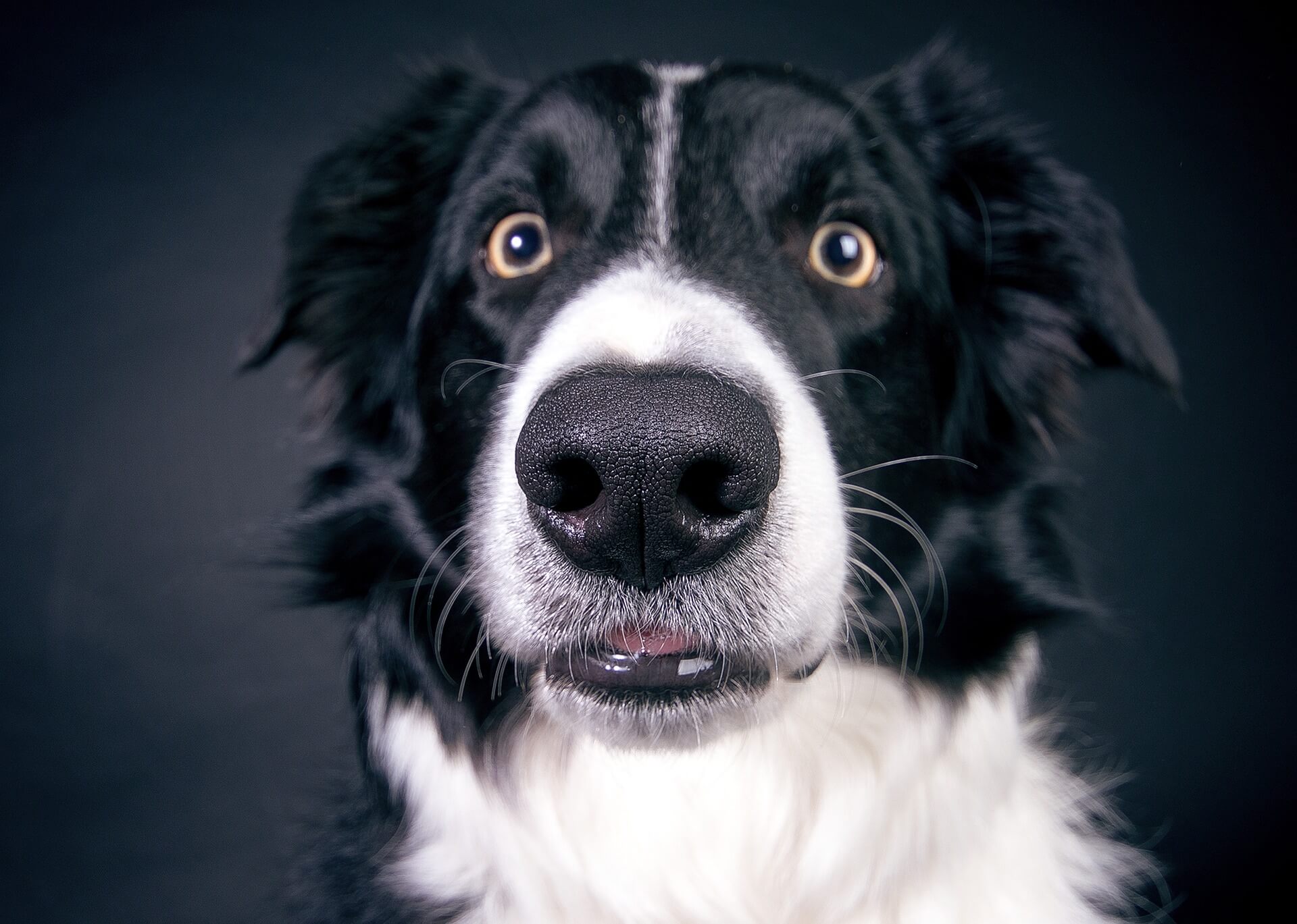 Grumble-Dog-Pictures-5.jpg