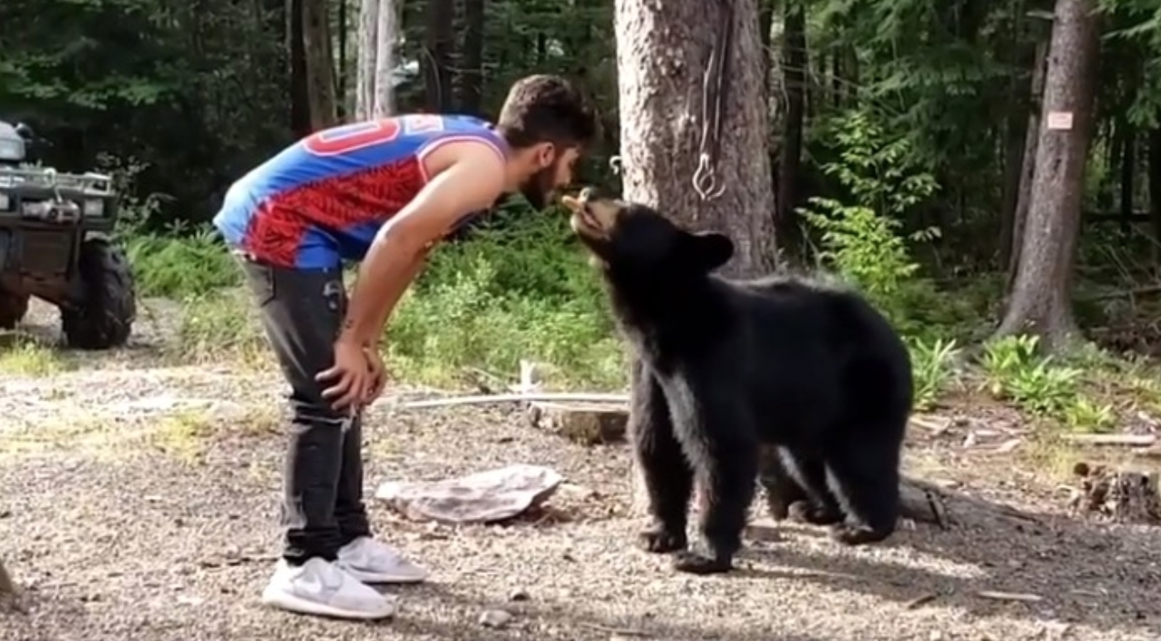 the-feeding-the-bear.jpg