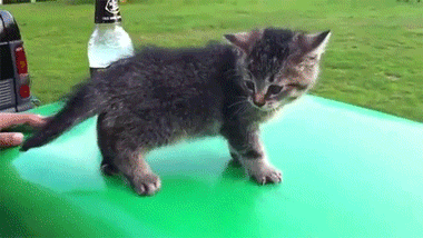 7.gif