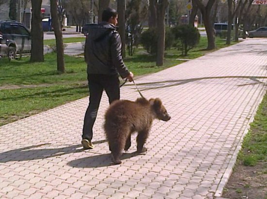 russia-bears-streets-34.jpg