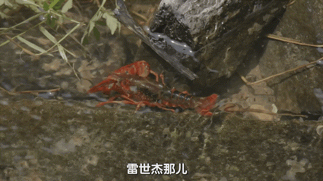 IMG_6598.GIF