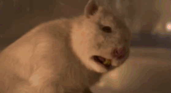 IMG_8842.GIF