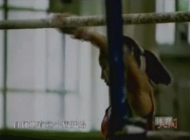 IMG_1416.GIF