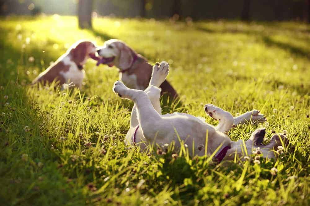 dogsplaying.jpg