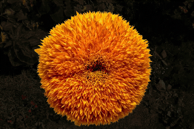 IMG_9872.GIF