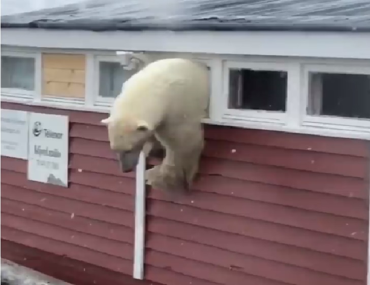 polarbear.jpg