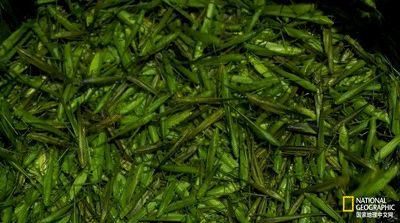 IMG_1381.GIF