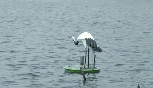 IMG_3365.GIF