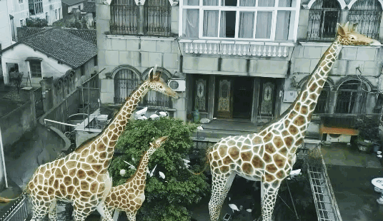 IMG_3366.GIF