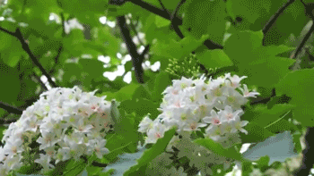 IMG_4484.GIF