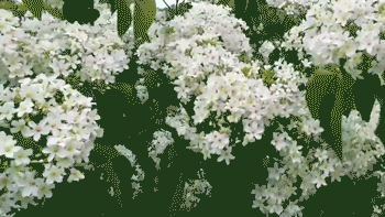 IMG_4483.GIF