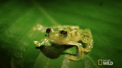 IMG_0354.GIF