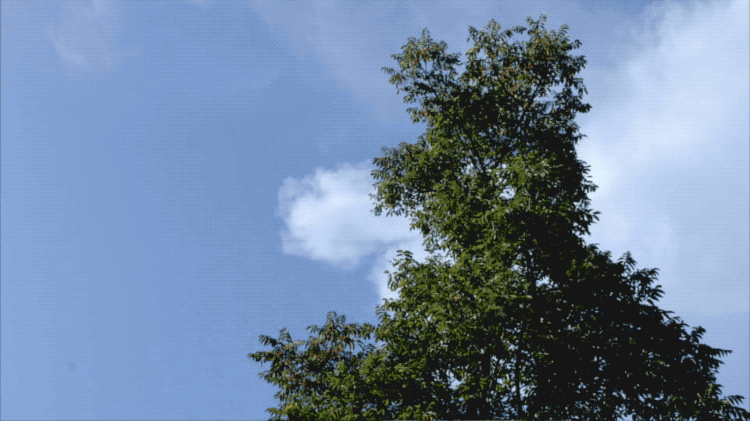 IMG_9355.GIF