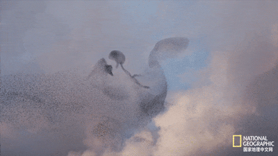 IMG_0759.GIF