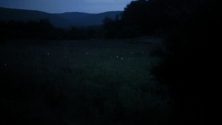 IMG_2583.GIF