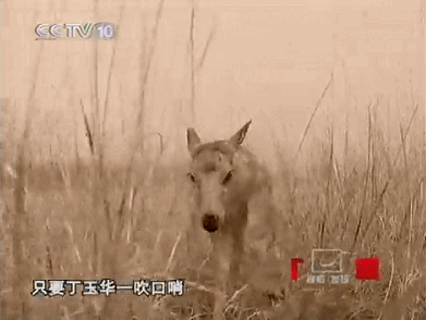 IMG_3533.GIF