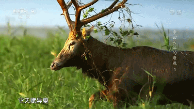 IMG_3557.GIF