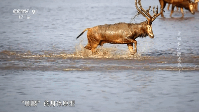 IMG_3558.GIF