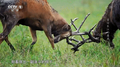 IMG_3560.GIF