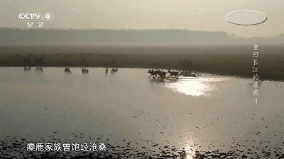 IMG_3570.GIF