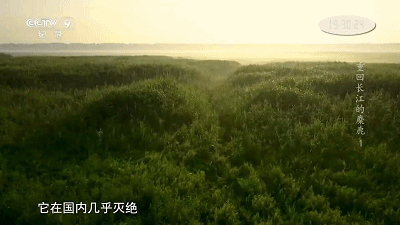 IMG_3574.GIF