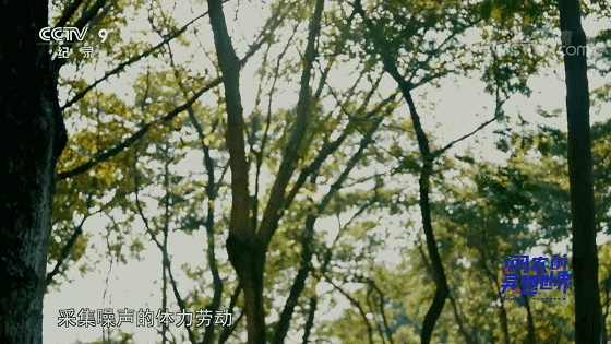 IMG_1043.GIF
