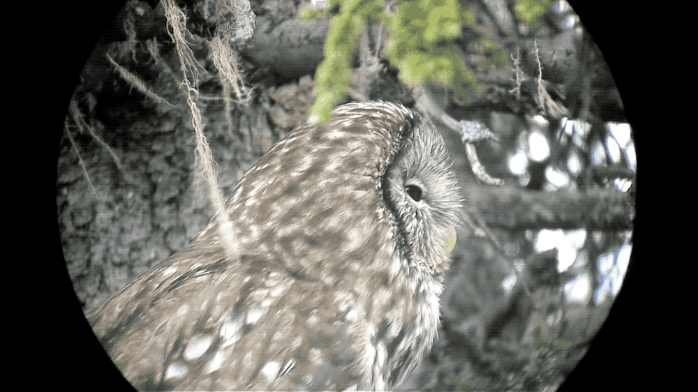 IMG_1863.GIF