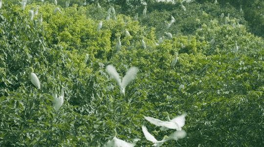 IMG_1868.GIF