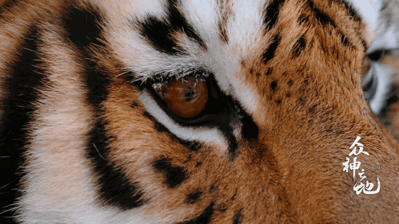 IMG_7408.GIF