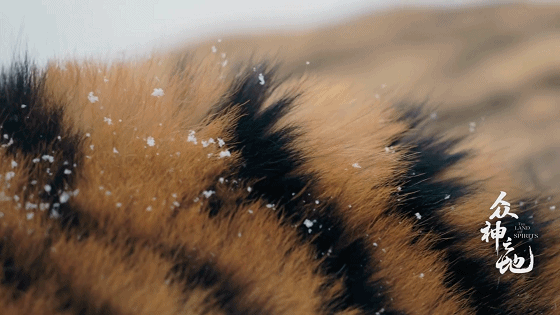 IMG_7409.GIF