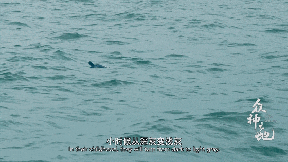 IMG_7413.GIF