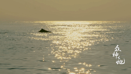 IMG_7411.GIF
