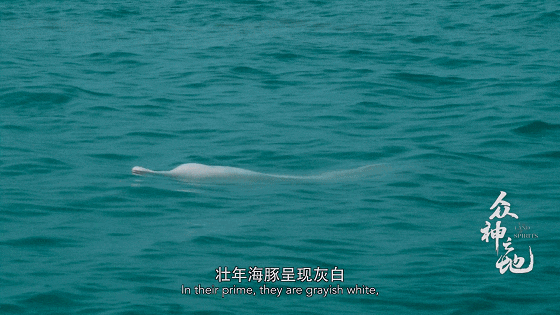 IMG_7414.GIF