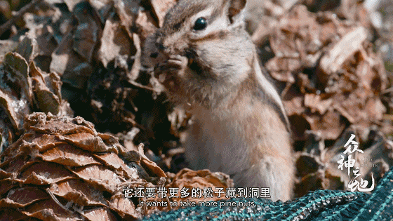 IMG_7420.GIF
