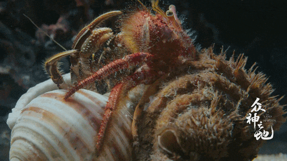 IMG_7421.GIF