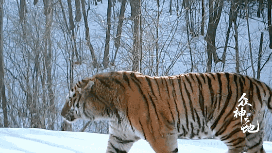 IMG_7433.GIF