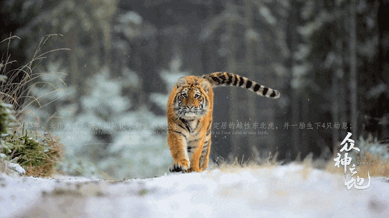 IMG_7441.GIF