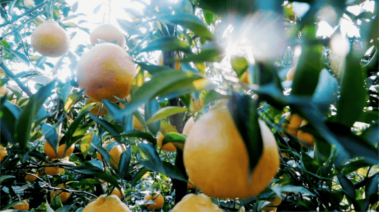 IMG_4161.GIF