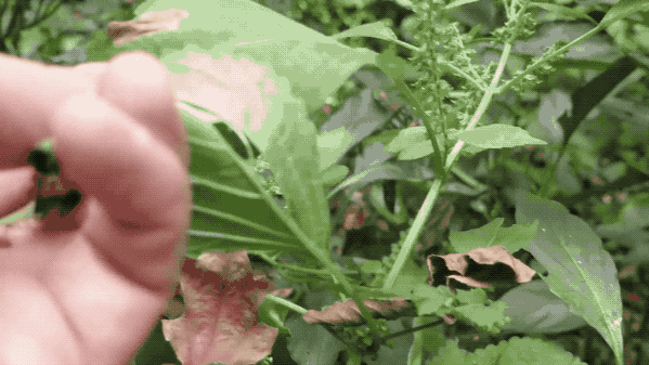 IMG_5076.GIF