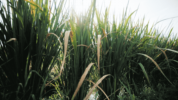 IMG_7037.GIF