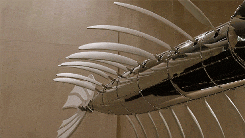 IMG_6678.GIF