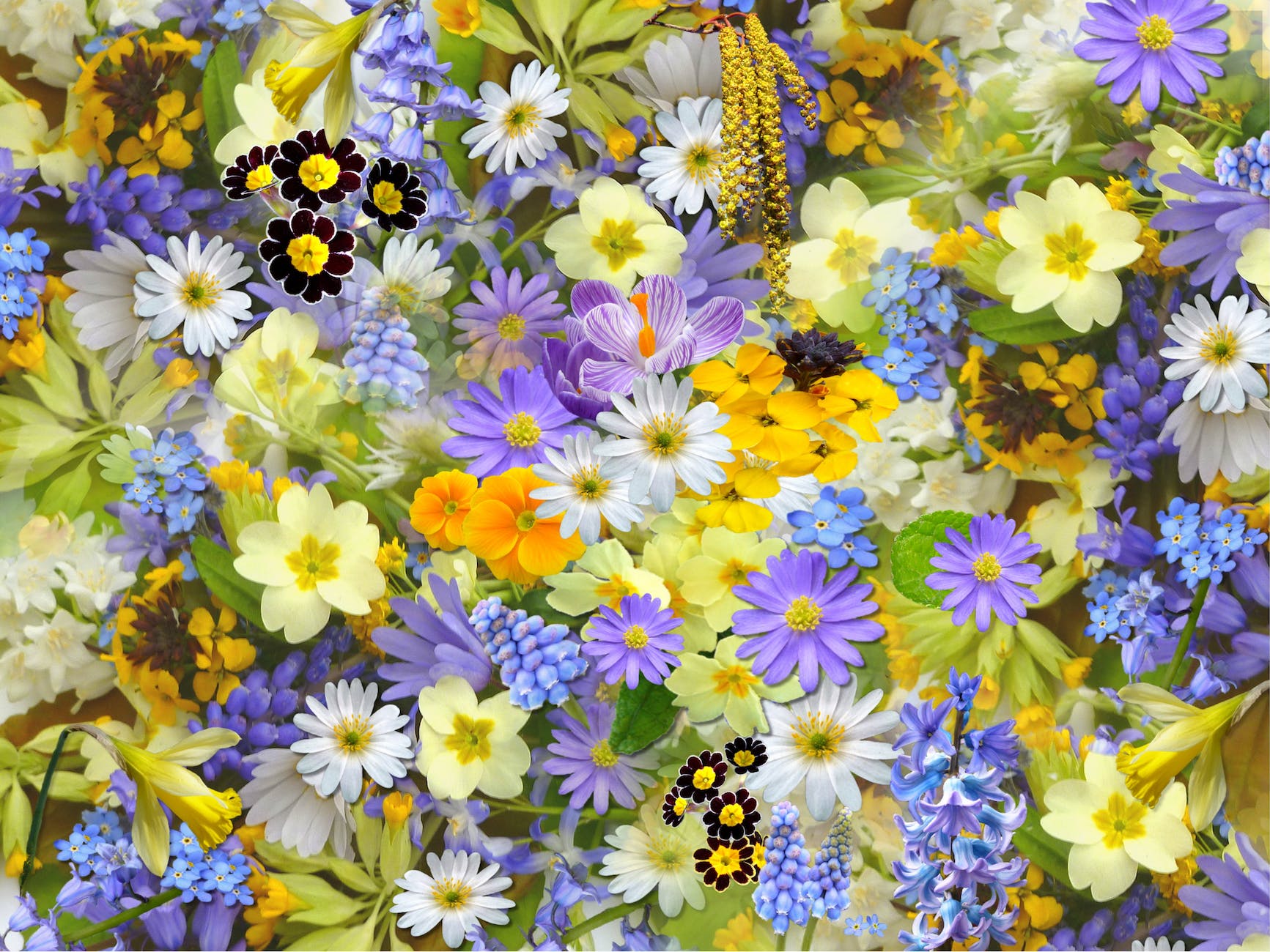 spring-flowers-flowers-collage-floral-68507.jpeg